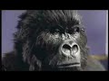 Cadburys Gorilla Advert