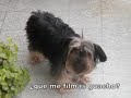 Mis mascotas: Sugar & Pamela    [FAC2010]