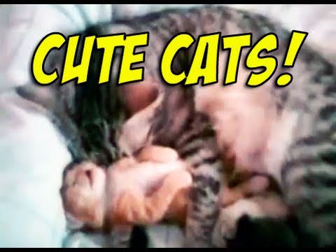 dragomirnet86 - LIKE my videos? Share them! http://bit.ly/share-SCOTTaMINUTE ▻WATCH MORE: http://bit.ly/SCOTTaMINUTE-playlist ☆dragomirnet86 - Cat mom hugs baby kitten: htt...