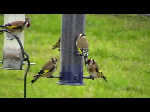 how to grow nyjer bird seed