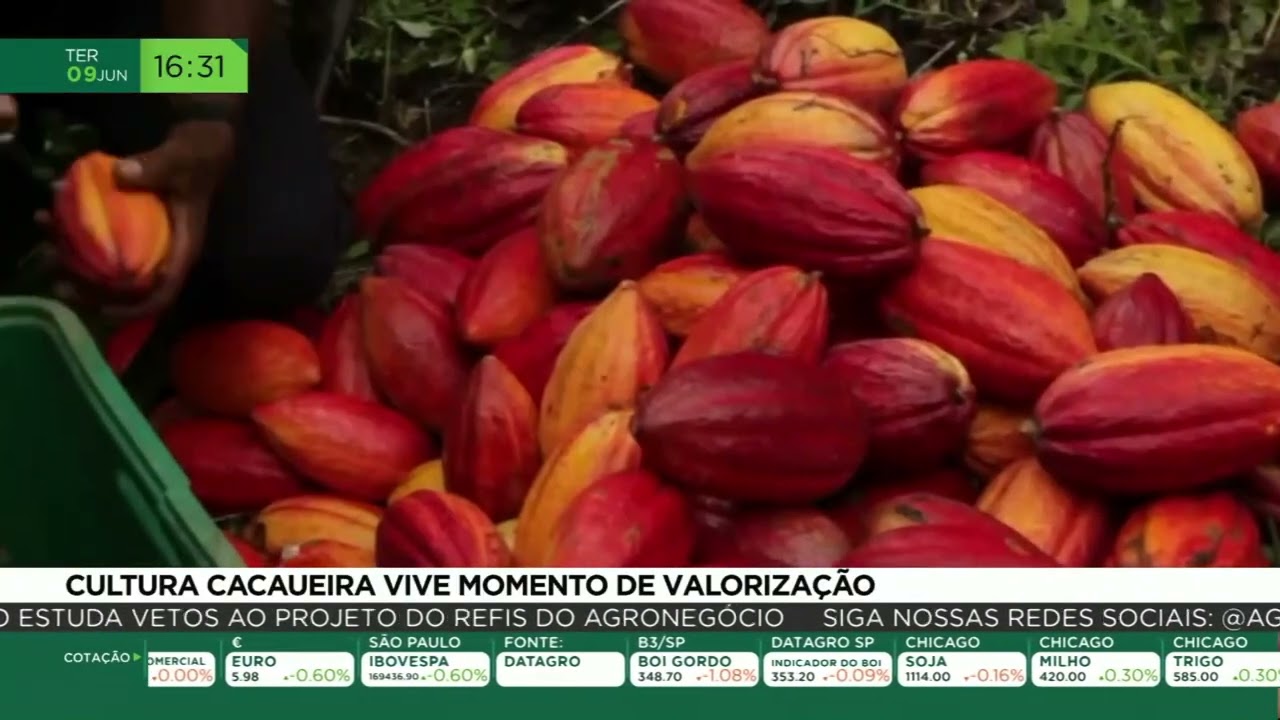 Cultura cacaueira vive momento de valorização