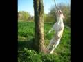 GROŹNY AMSTAFF ;)