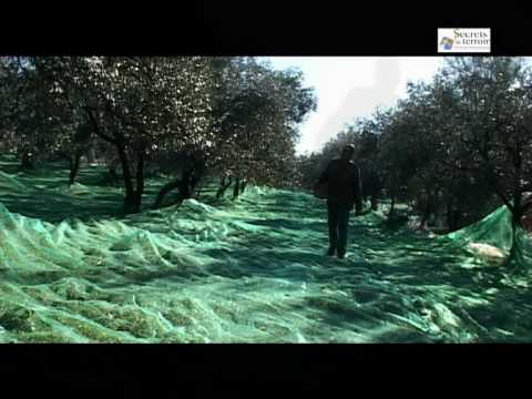 Le Domaine du Chêne Vert, Secrets de Terroir en Drôme Provençale