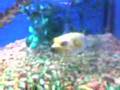 Dog Fish