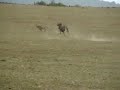 Cheetah and wildebeest at garden route game lodge