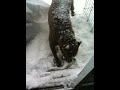Pitbull ripping shoe into shreds