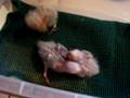 videos de GreenCheek Conure babies/Green Cheek Conure Babies