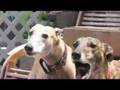 Greyhound