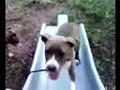 Amstaff(Master Puppet) 4 mths on slide Amstaff(Master Puppet) 4 mths on slide