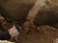 PORCS