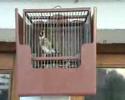 El \"Pajarito\" de Gonso