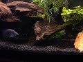 起重器dempsey, 绿色恐怖, firemouth