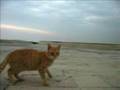 videos de Flukedi