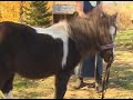 Woman Wants Service Horse To Live In Apartment
