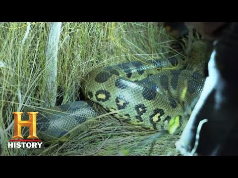 Swamp People: Serpent Invasion: GIANT ANACONDA HUNT IN EVERGLADES (Season 1) | History