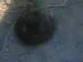 videos de nono tae