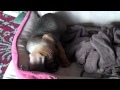 New Dachshund Puppy!