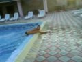 INOT pe PAMINT