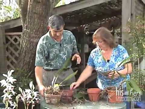 how to take care of orchids
