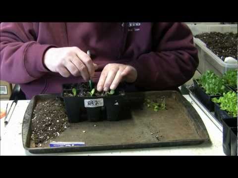how to transplant lettuce starts