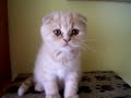 Scottish Fold de Lorenzo