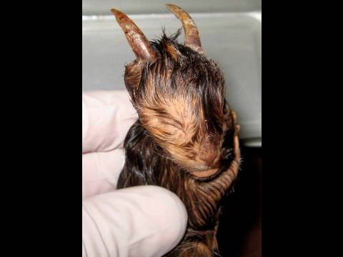 creature - This creature was found in the woods by Youtube user Jeff***** (full name withheld by request). It appears to be the stillborn of a creature of local legend ...