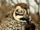 Quail