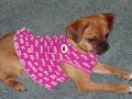 Puggles