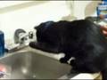 videos de Poo.mpg