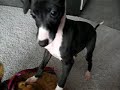 Frankie with the stolen underwear -  Italian   Greyhound