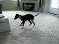 Italian Greyhound video