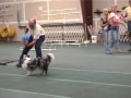 Good Manners One - Napa Valley Dog Training Club Good Manners One - Napa Valley Dog Training Club