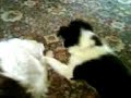 Annoying puppy Annoying puppy