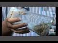 Cellulosic Ethanol Green Gold' Clean Renwable Energy