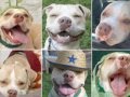 Animals that make you happy
