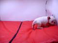 videos de Bulldog Frances Macho COV REF:108