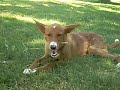 Tara comiendo una chuche. En adopcion. ZARPA