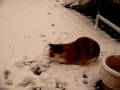 videos de My cat Zohra loves snow