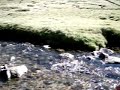 peche d'une truite fario sur la grave