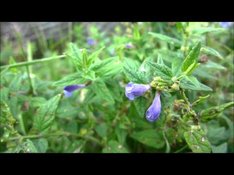 how to grow skullcap