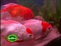 success story  of Aquaculture (both ornamental as well as inland fishes) by young farmer
