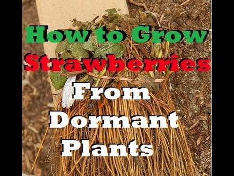 how to replant strawberry runners