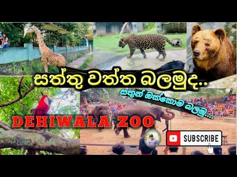 Dehiwala zoo | Zoological Gardens Sri Lanka | දෙහිවල සත්තු වත්ත | 2024.