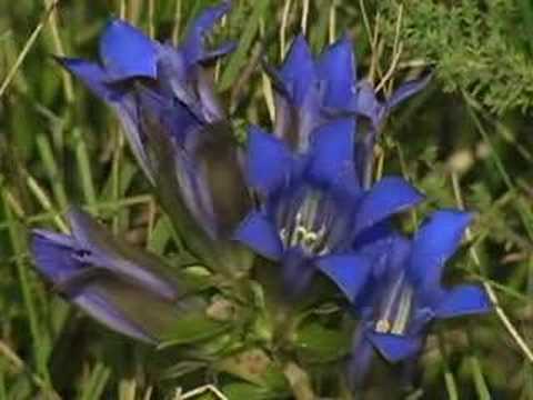 Watchable Wildlife Site - Stinson ...