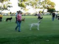 Ruby in her Pre-Trialling Obedience Class