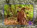Monkey Teases Tiger
