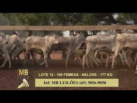 1� LEIL�O VIRTUAL FAZENDA NAYARA & CONVIDADOS