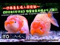 【伊藤養魚場入荷情報】2019年2月19日 弥富金魚市場より入荷しました!!