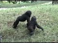 Baby Gorillas Fighting - \"Eye of the Tiger\"