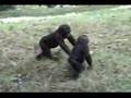 Baby Gorillas Fighting - Eye of the Tiger